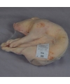 Cochon de lait de 5 à 6kg frais PREMIUM (Espagne)