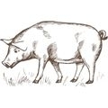 Viande fraîche de porc noir ibérique