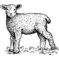 Abats  d'agneau
