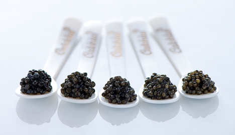 Calvisius CAviar