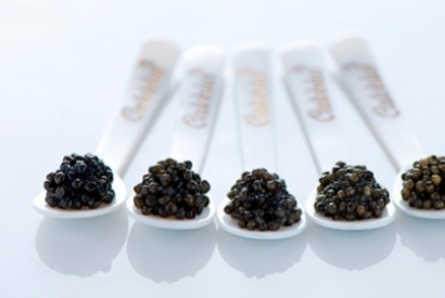 Tout savoir sur le caviar